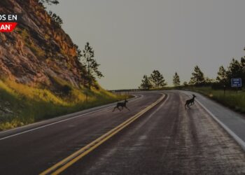 AAA alerta sobre el aumento de choques con venados en zonas rurales