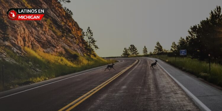 AAA alerta sobre el aumento de choques con venados en zonas rurales