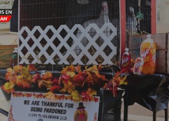 Michigan celebra el Día de Acción de Gracias con el indulto a dos pavas hermanas: Faygo y Vernors